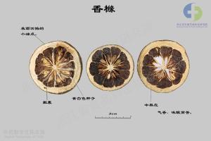 香橼 标本图
